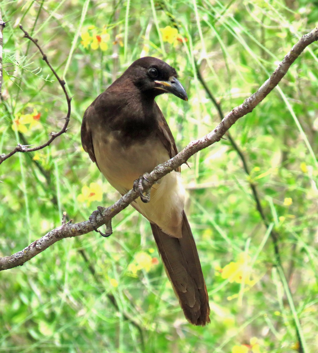 Brown Jay - Mark O'Keefe