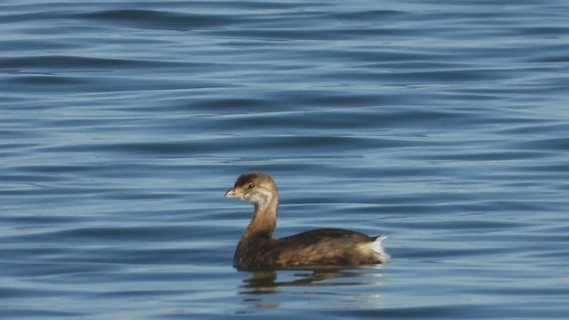 Pied-billed Grebe - ML610416831