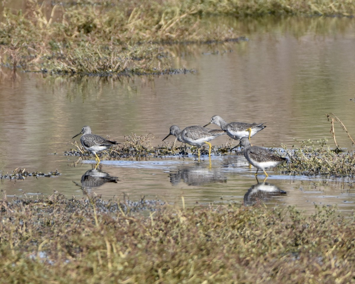 Greater Yellowlegs - Julie Doerr