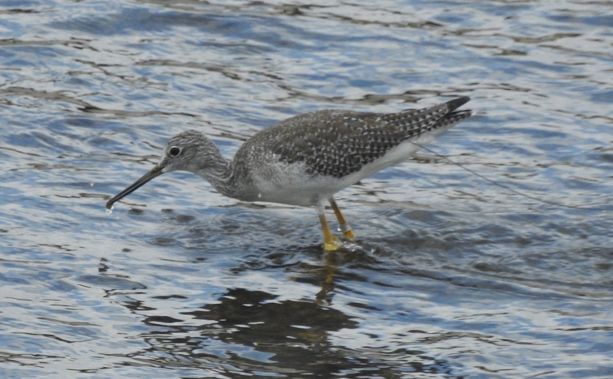 Greater Yellowlegs - ML610416913