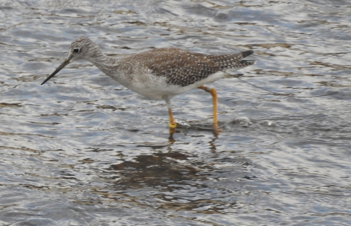 Greater Yellowlegs - ML610416914