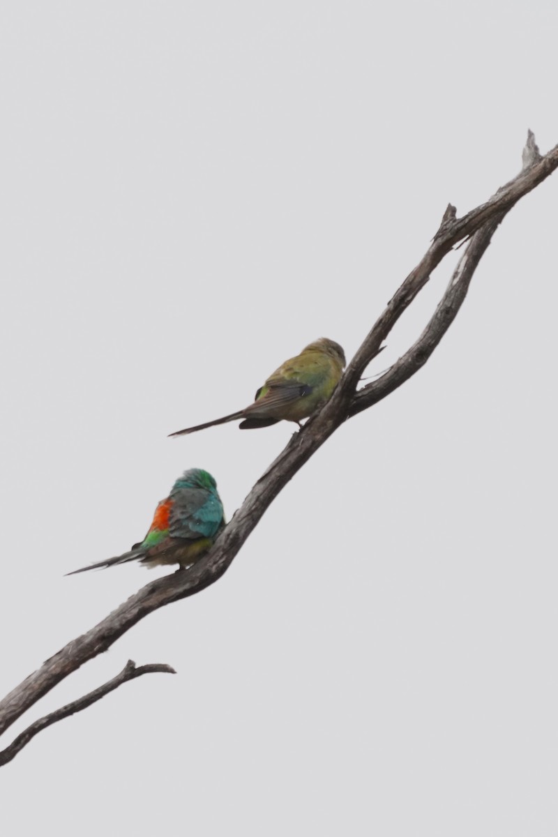 Red-rumped Parrot - ML610416943