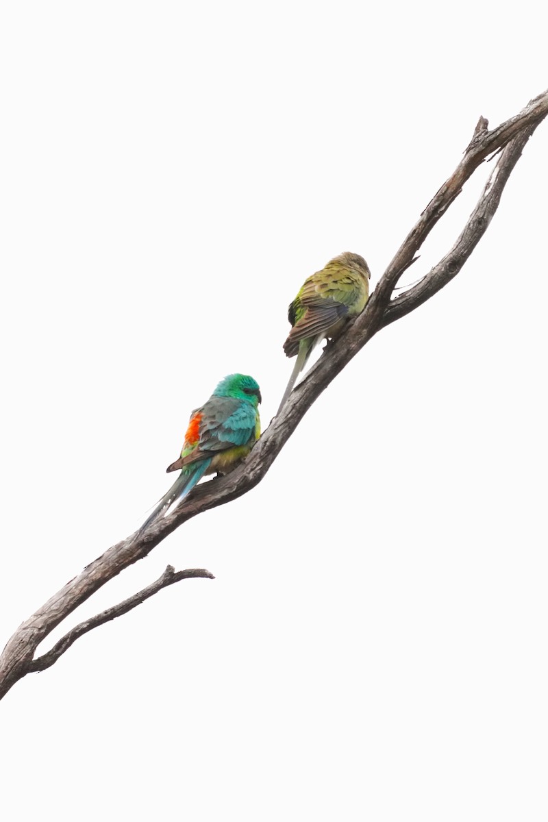 Red-rumped Parrot - ML610416944