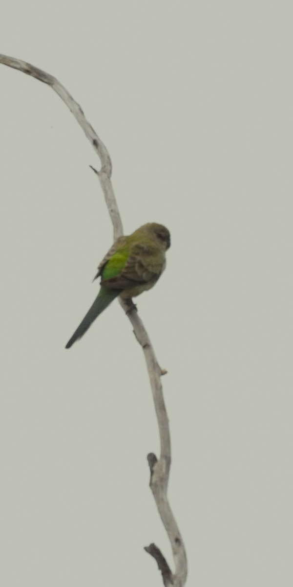 Red-rumped Parrot - ML610416945