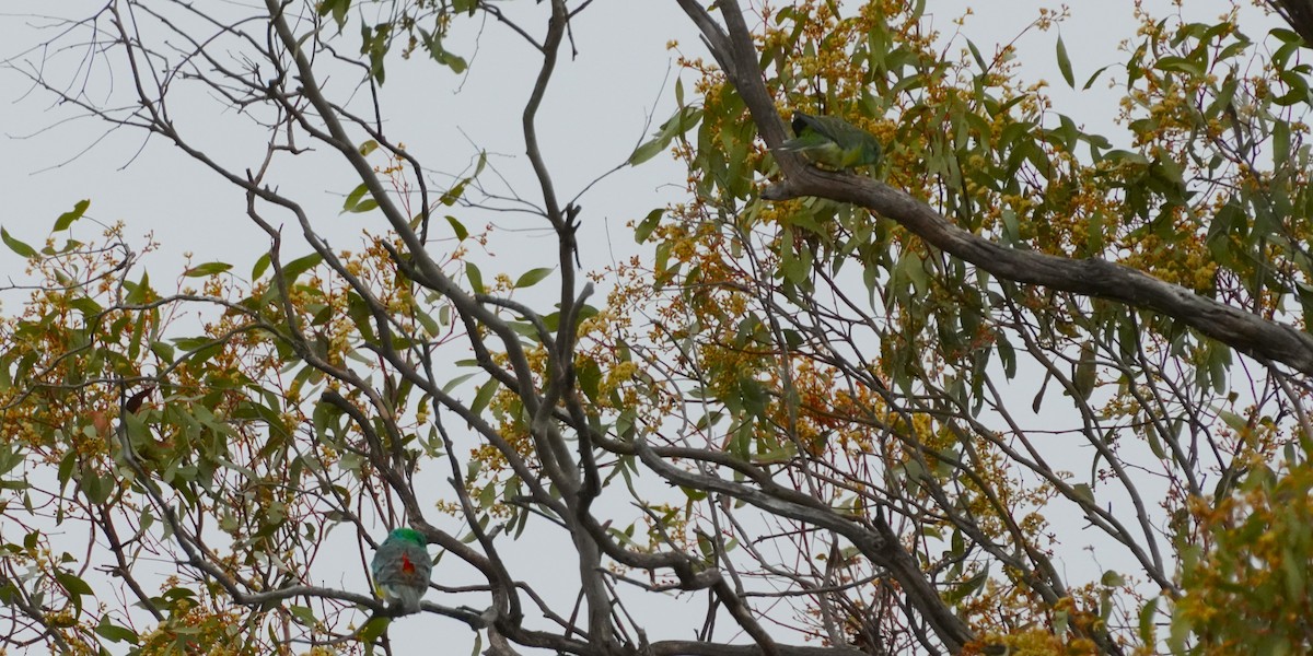 Red-rumped Parrot - ML610416946