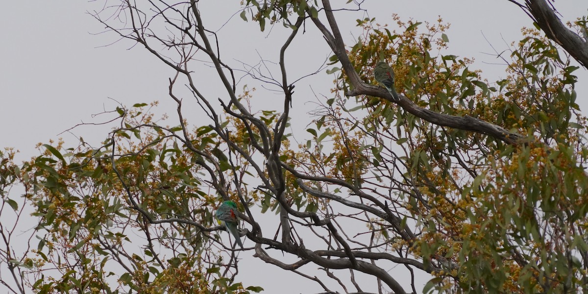 Red-rumped Parrot - ML610416947