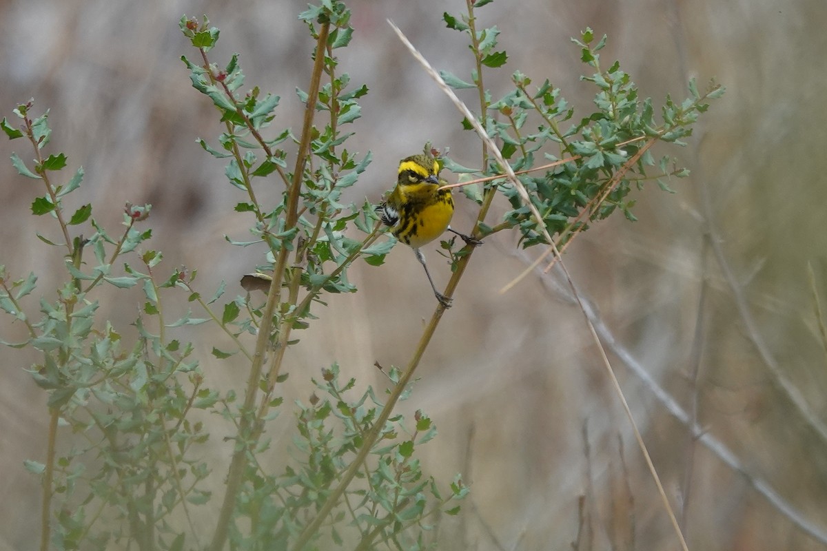 Townsend's Warbler - ML610417017