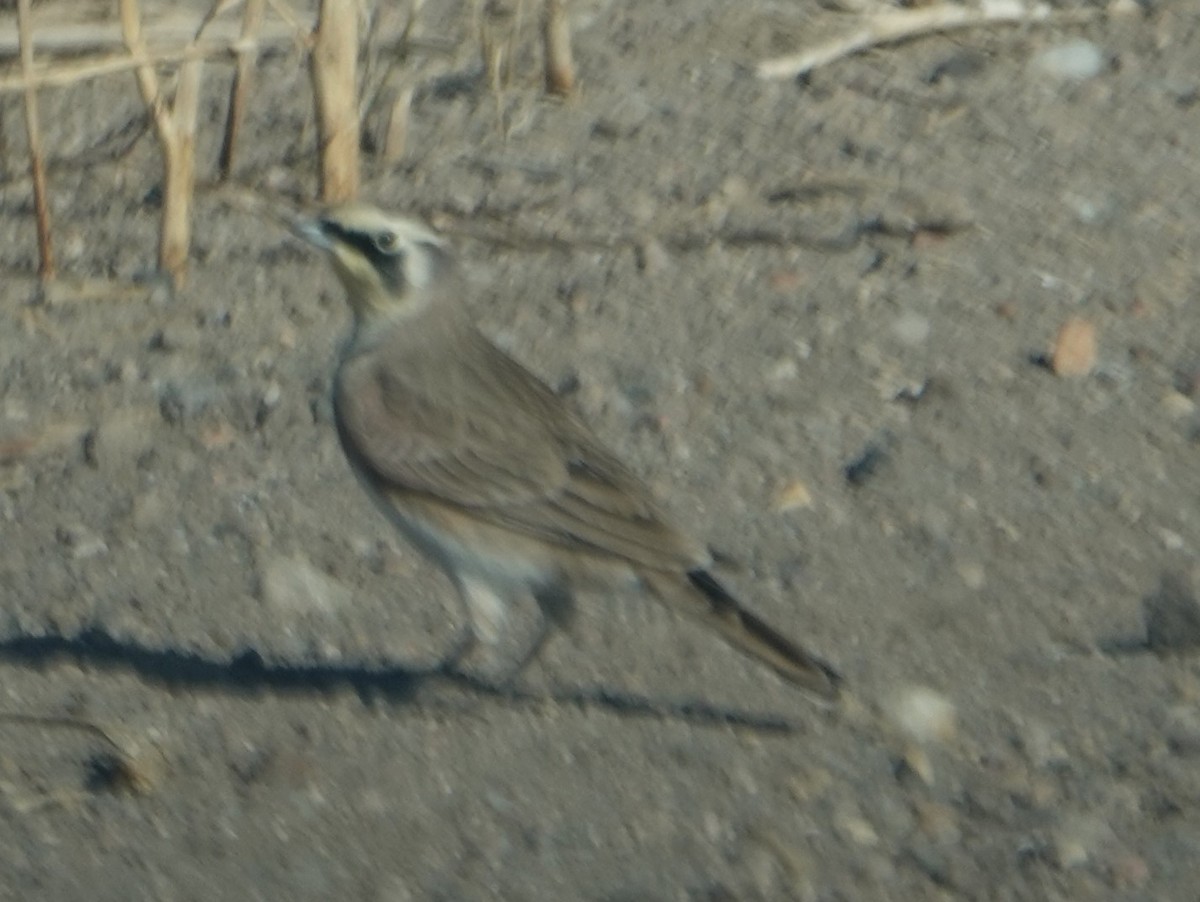 Horned Lark - ML610417109