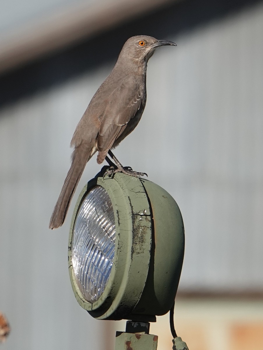 Curve-billed Thrasher - ML610417132