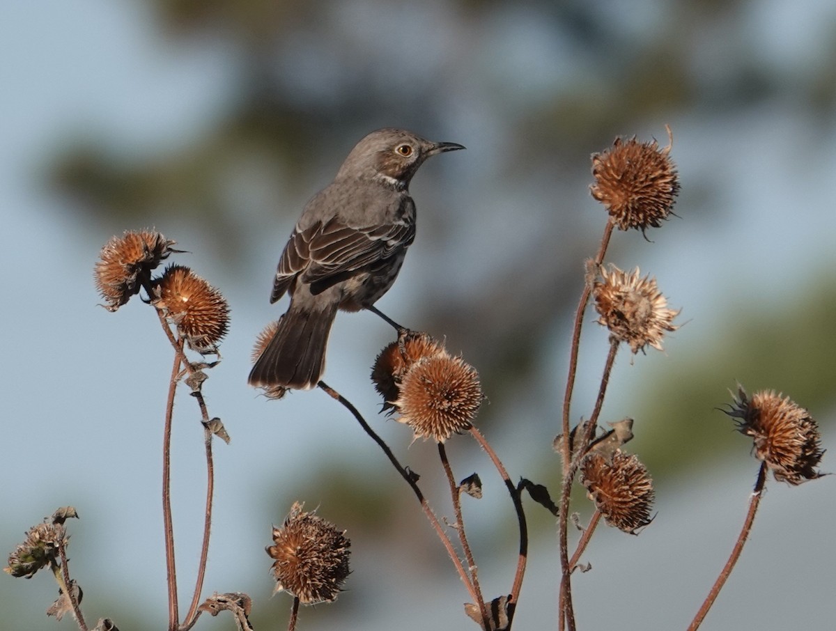 Sage Thrasher - ML610417148