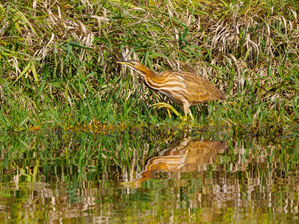 American Bittern - ML610417176