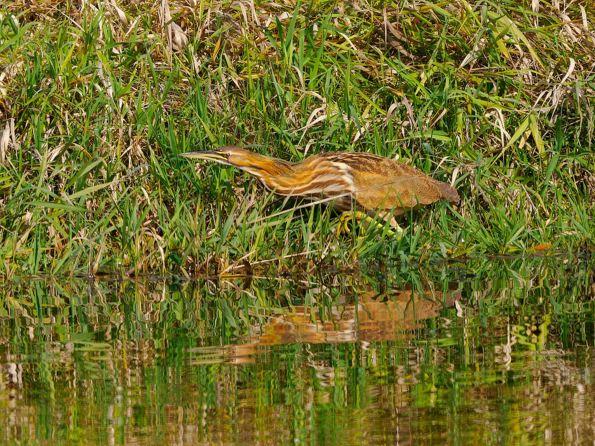 American Bittern - ML610417177