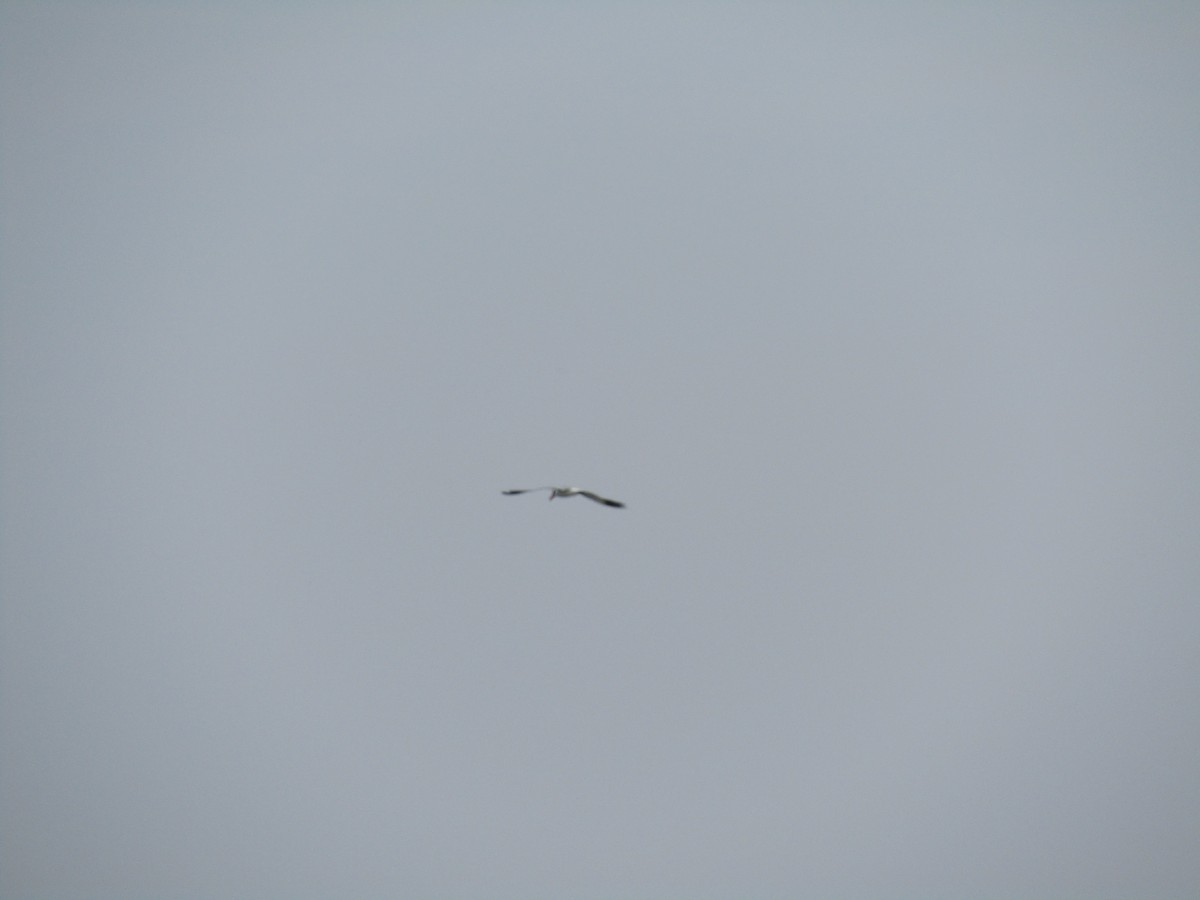 Caspian Tern - ML610417203