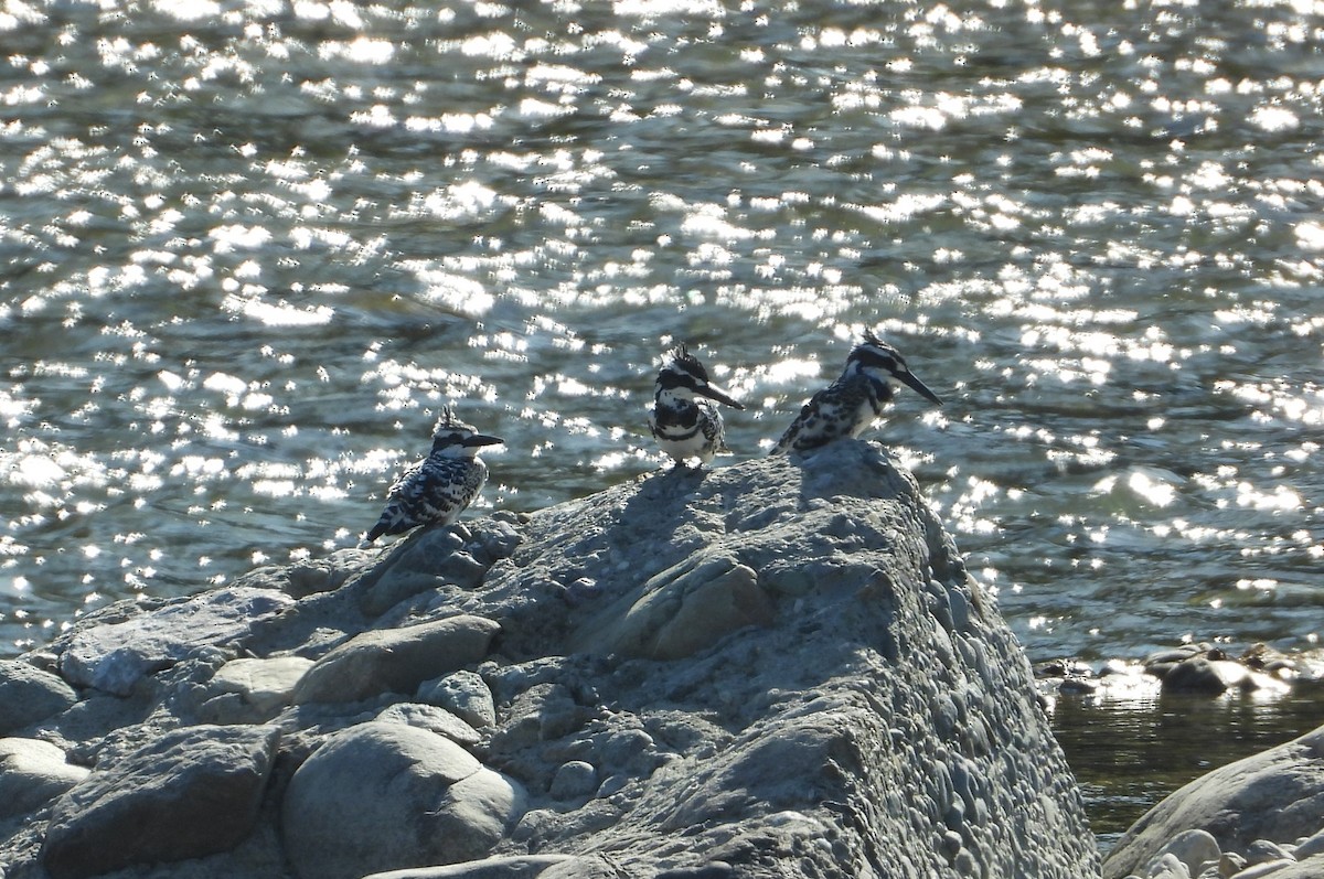 Pied Kingfisher - ML610417245