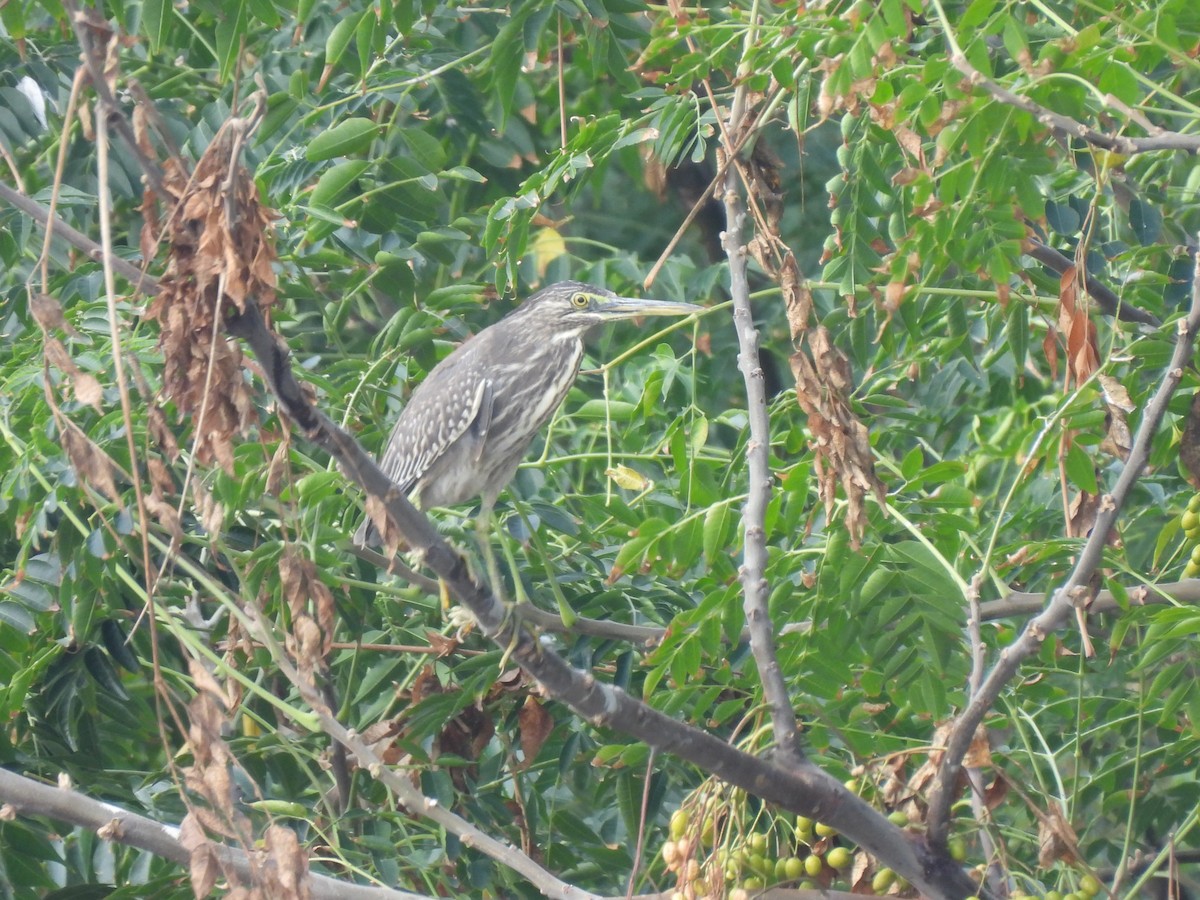 Striated Heron - ML610417248