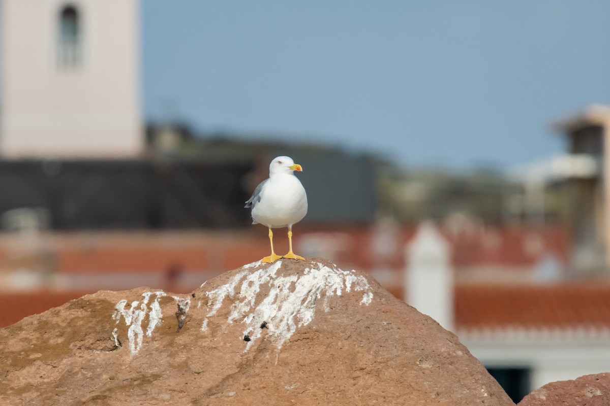 Yellow-legged Gull - Dominic More O’Ferrall