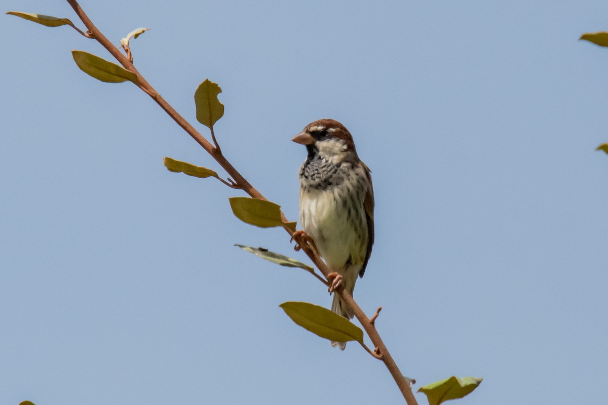 Spanish Sparrow - Dominic More O’Ferrall