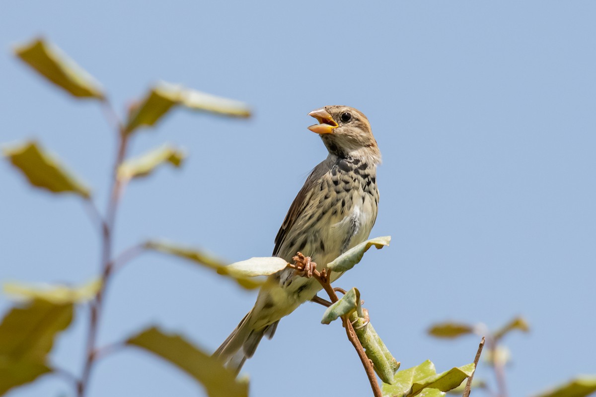 Spanish Sparrow - ML610417469