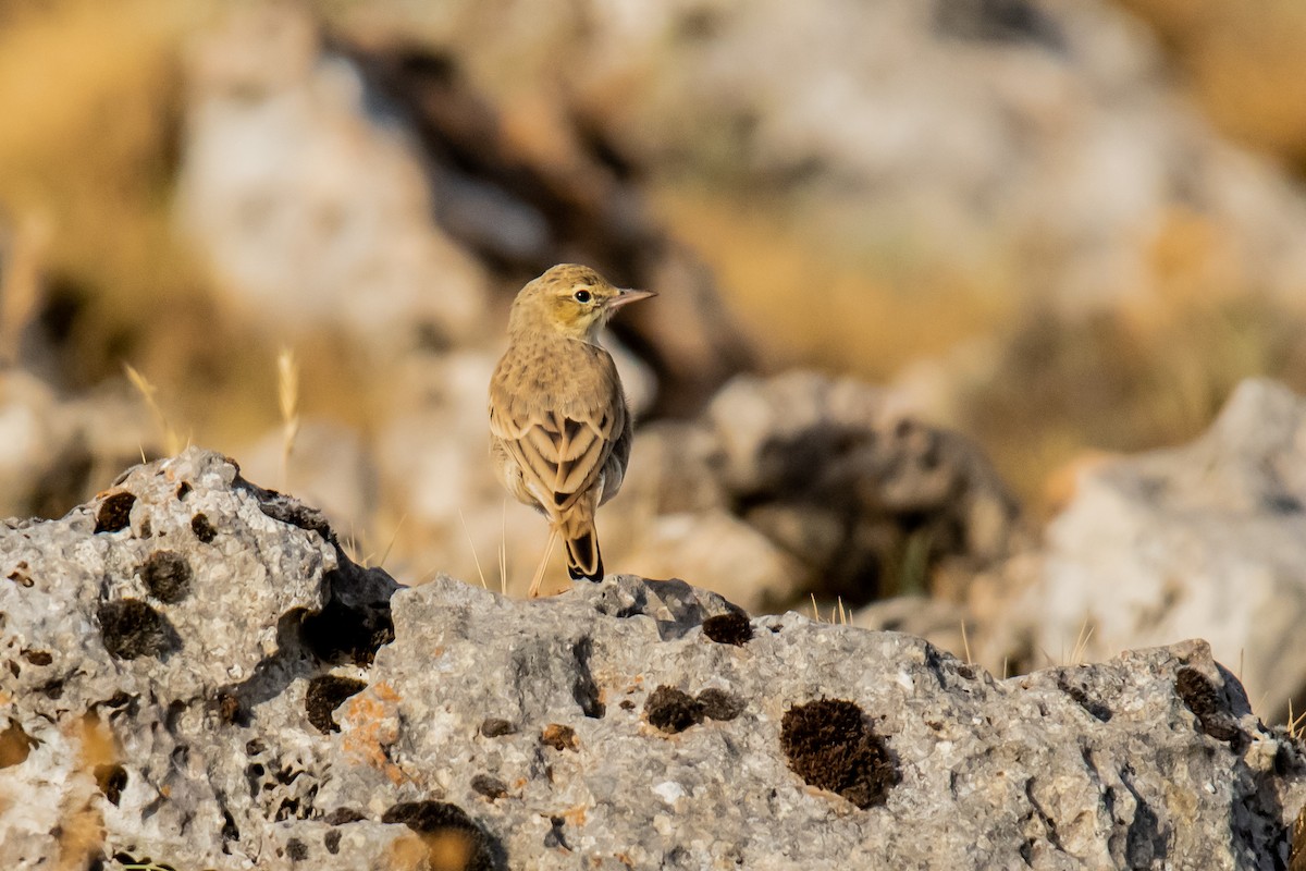 Tawny Pipit - Dominic More O’Ferrall