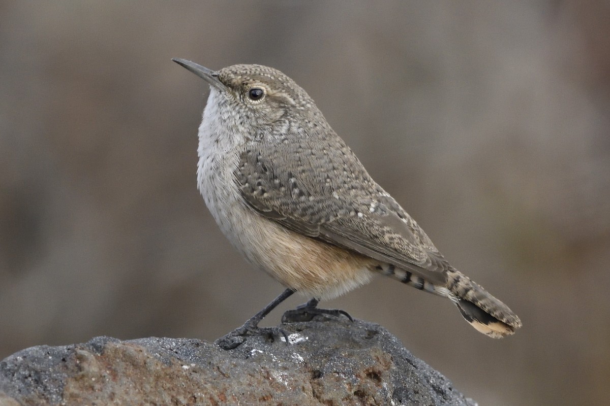 Rock Wren - Pat McGrane
