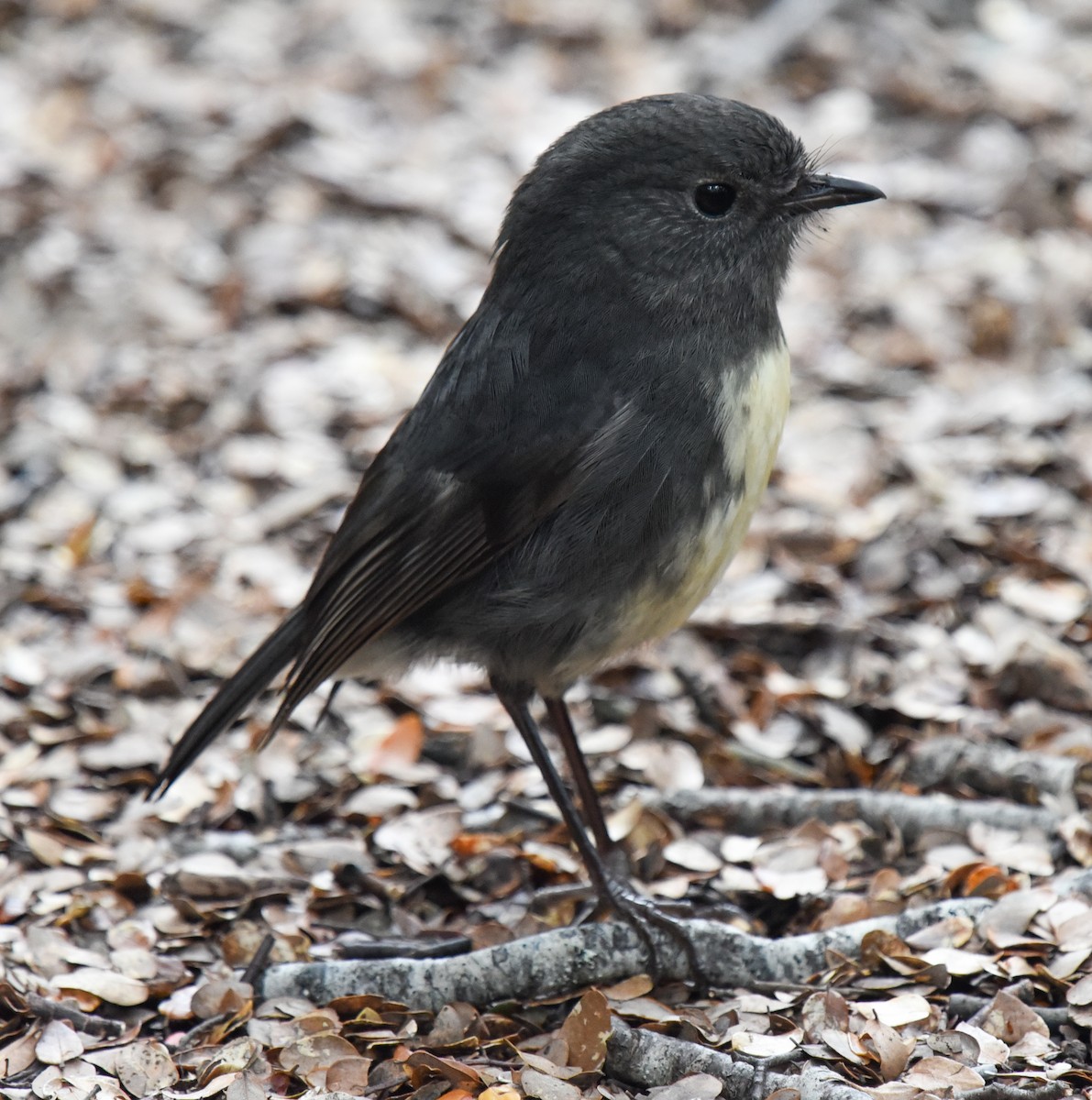 South Island Robin - ML610417579