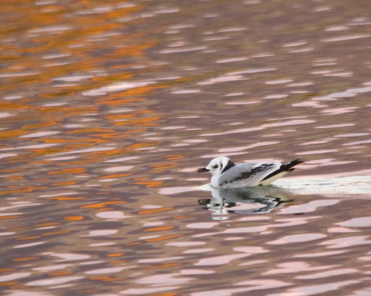 Bonaparte's Gull - ML610417593