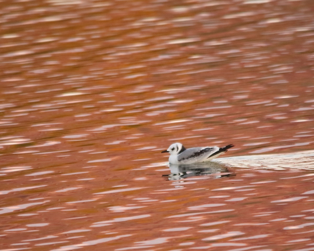 Bonaparte's Gull - ML610417595