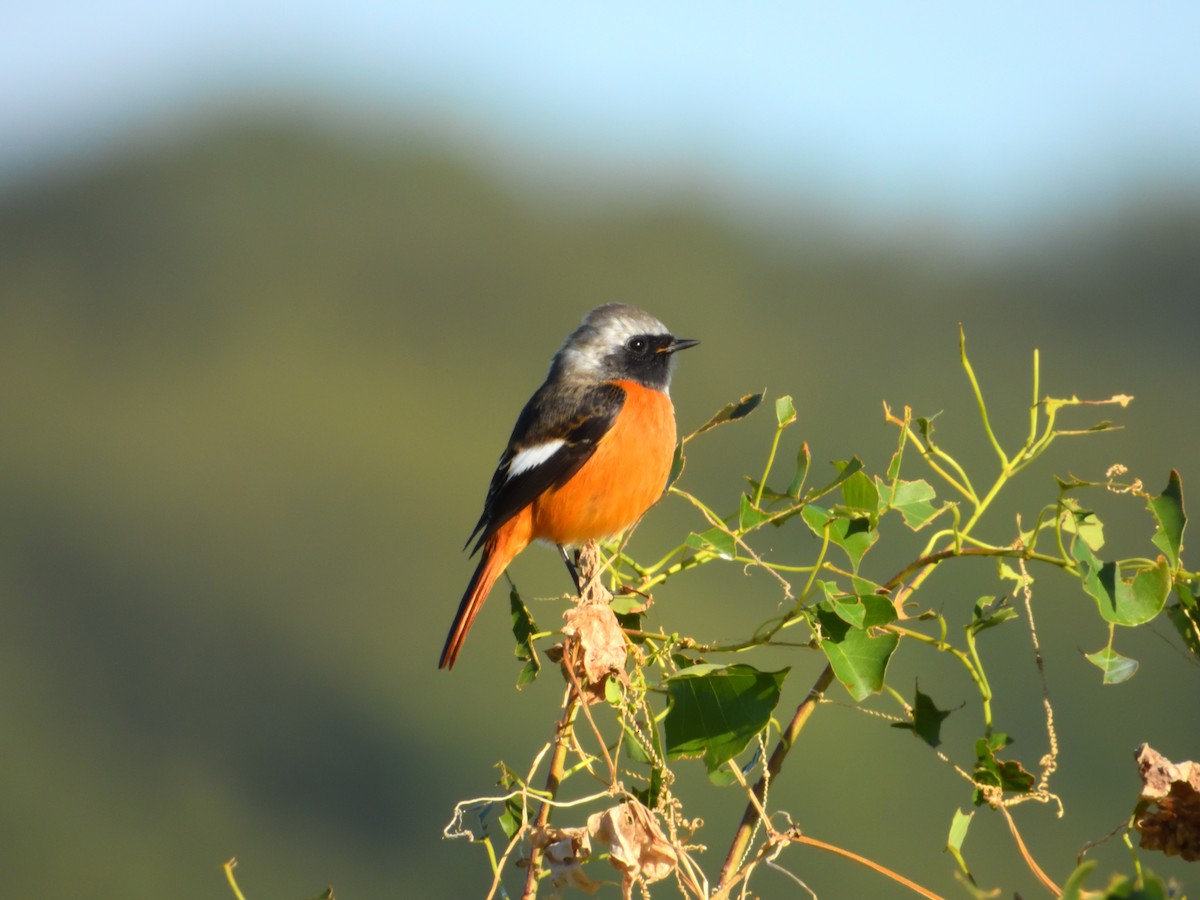 Дагуур гал сүүлт - ML610417649