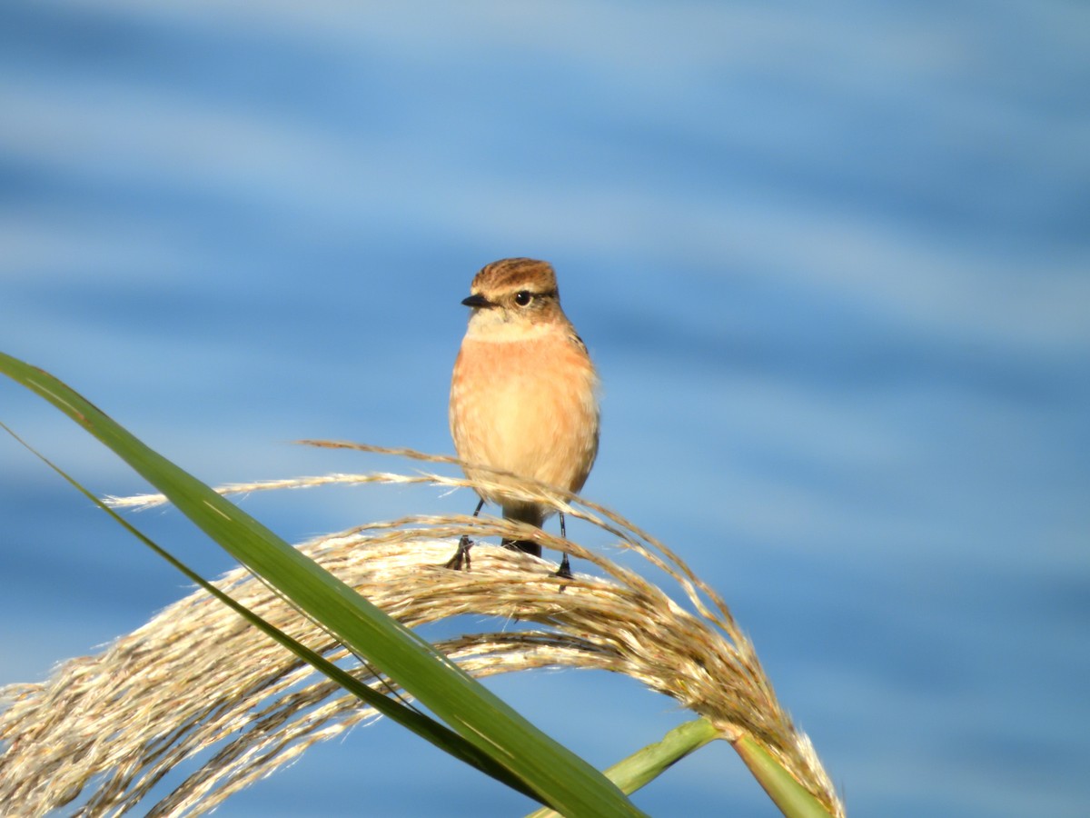Амарын шулганаа - ML610417667