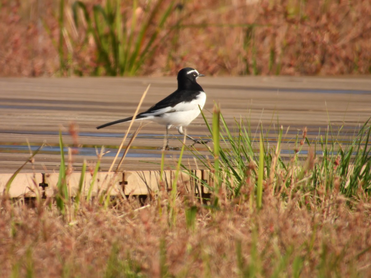 Japanese Wagtail - ML610417689