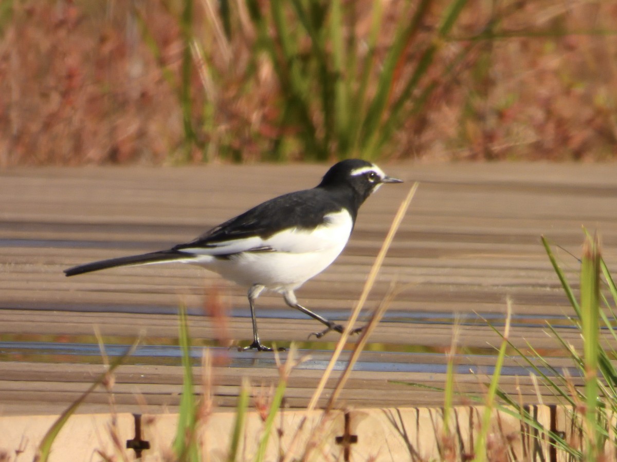 Japanese Wagtail - ML610417720