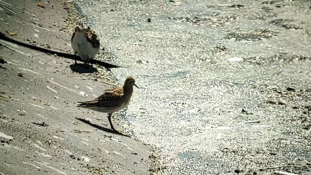 Sharp-tailed Sandpiper - ML610417960