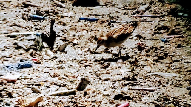 Sharp-tailed Sandpiper - ML610417962