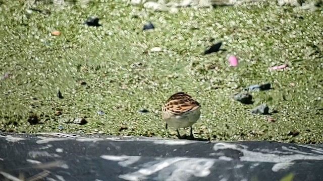 Sharp-tailed Sandpiper - ML610417966