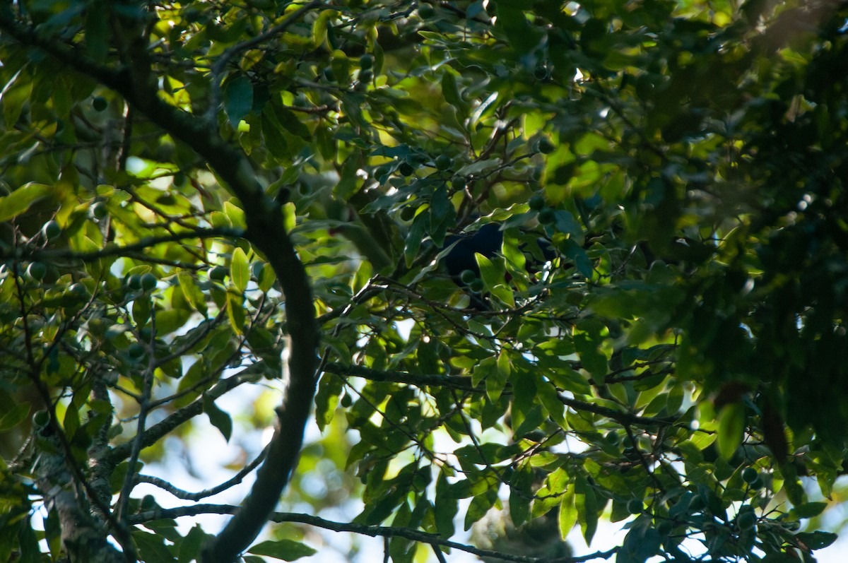 Knysna Turaco - ML610418027