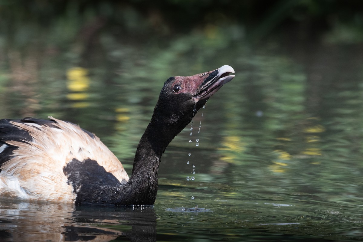 Magpie Goose - Delia Walker