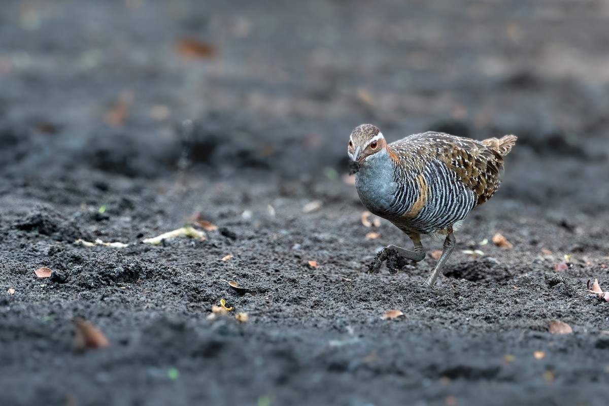 Buff-banded Rail - Delia Walker