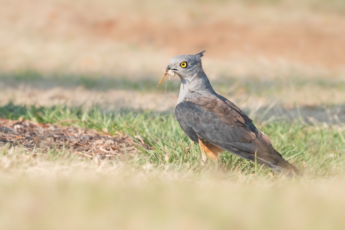 Pacific Baza - ML610418100