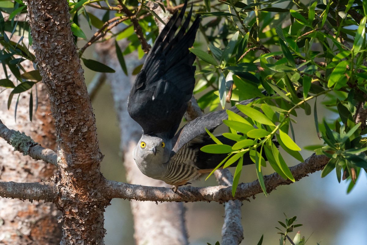 Pacific Baza - Delia Walker