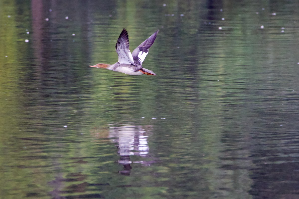 Red-breasted Merganser - ML610418179