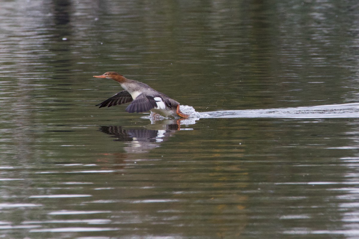 Red-breasted Merganser - ML610418296