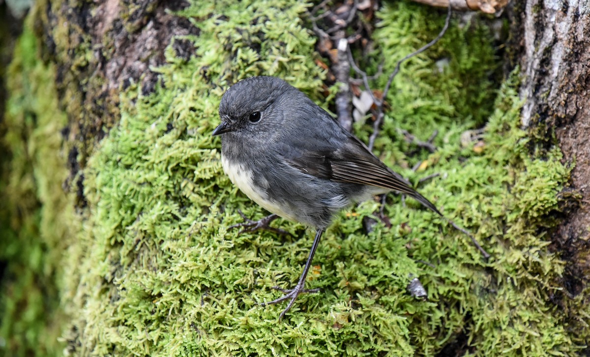 South Island Robin - Bruce Wedderburn