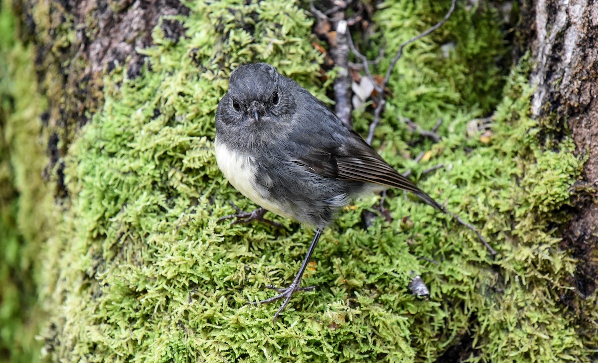 South Island Robin - ML610418339