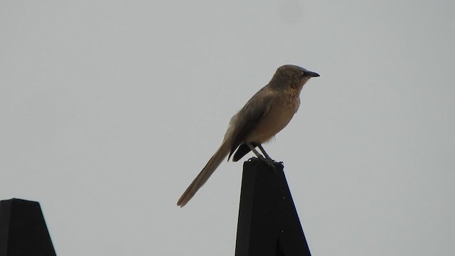 Large Gray Babbler - ML610418423