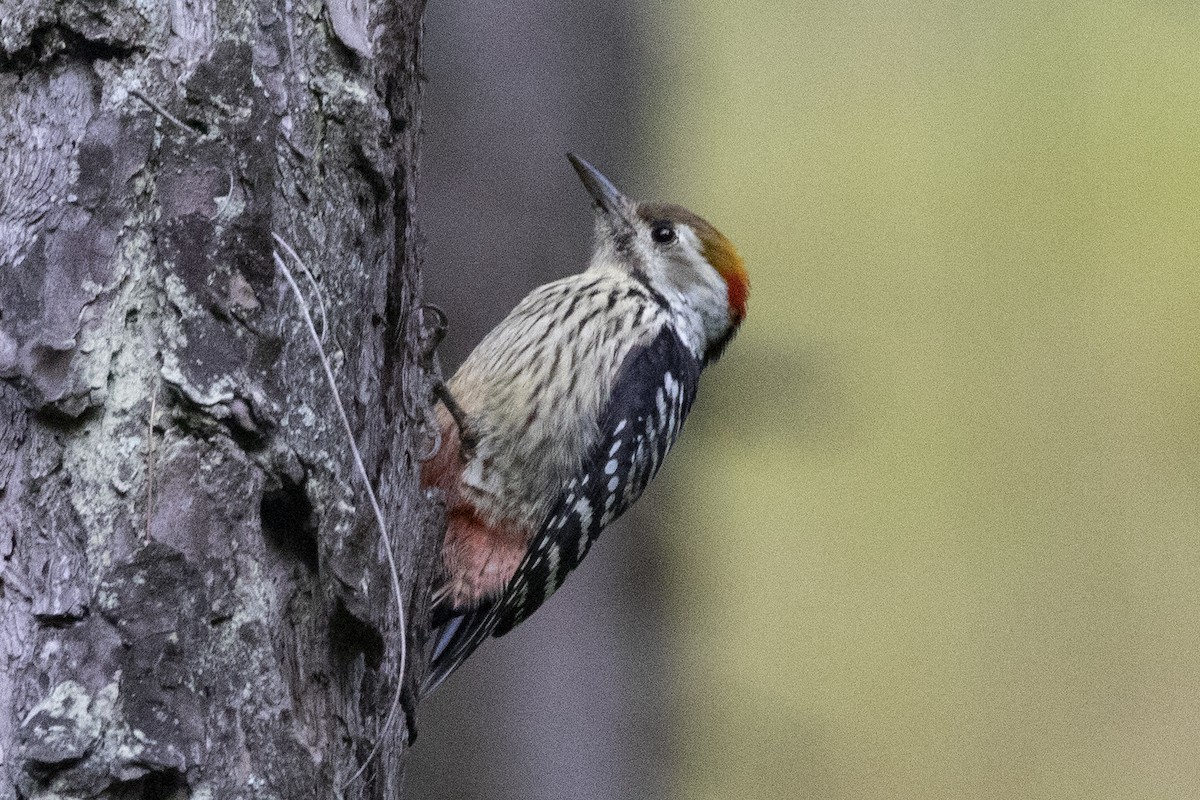 Brown-fronted Woodpecker - ML610418433