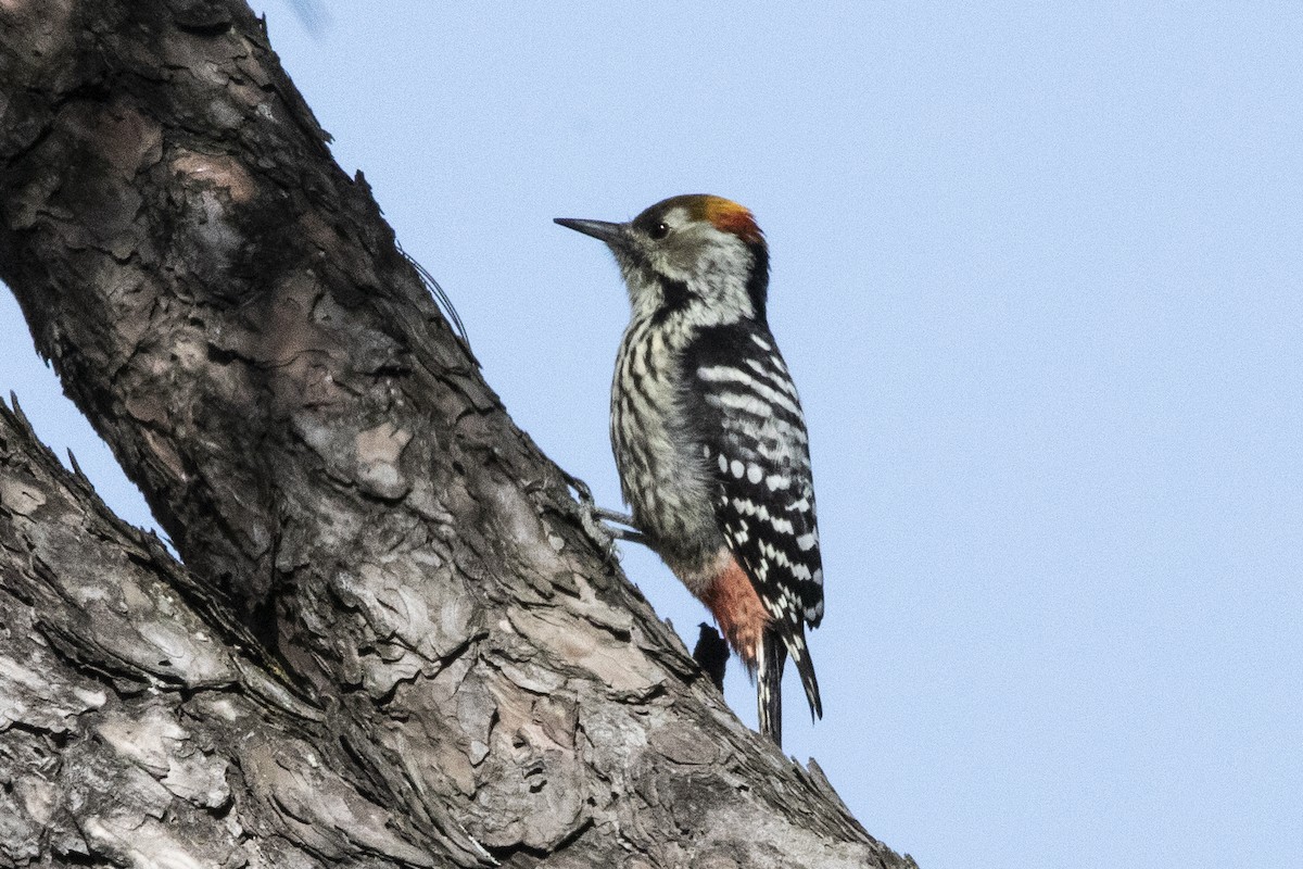 Brown-fronted Woodpecker - ML610418434