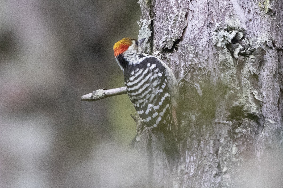 Brown-fronted Woodpecker - ML610418435
