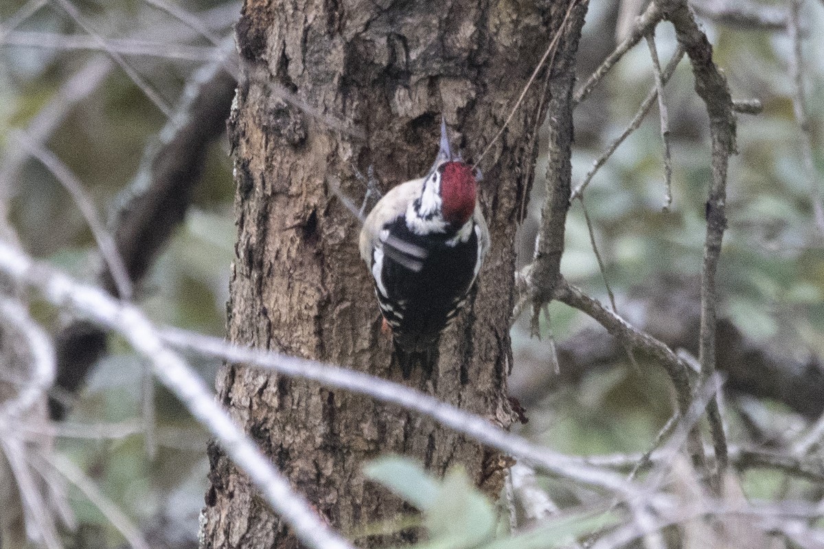 Himalayan Woodpecker - ML610418437