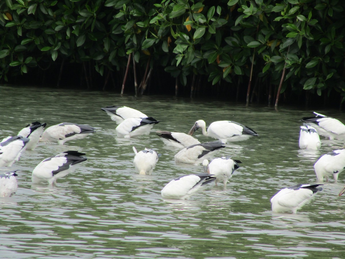 Asian Openbill - ML610418481