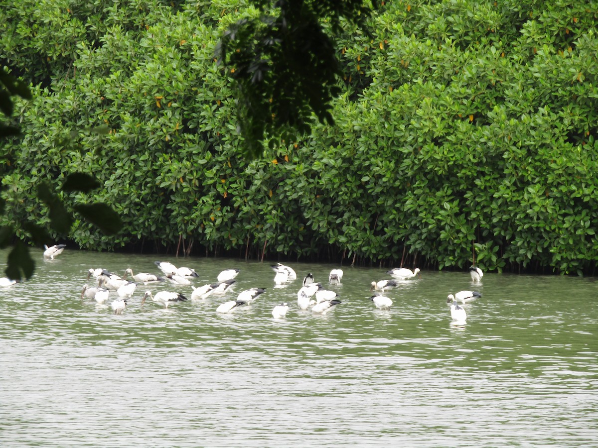 Asian Openbill - ML610418482